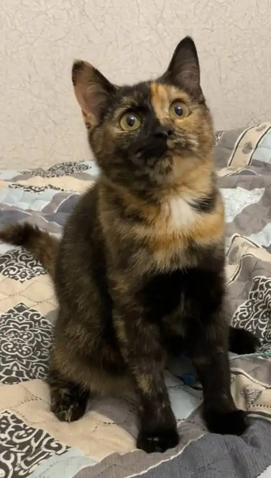 Пристройство котёнка Искорки в Москве - Кошки (Животные) в Москва