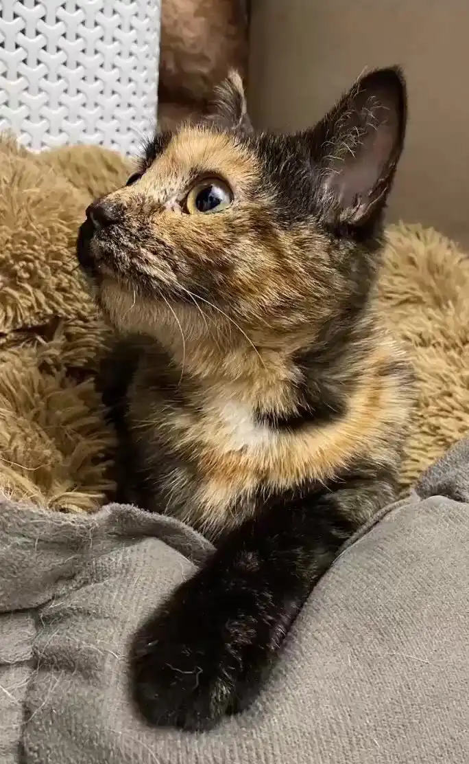 Пристройство котёнка Искорки в Москве - Кошки (Животные) в Москва