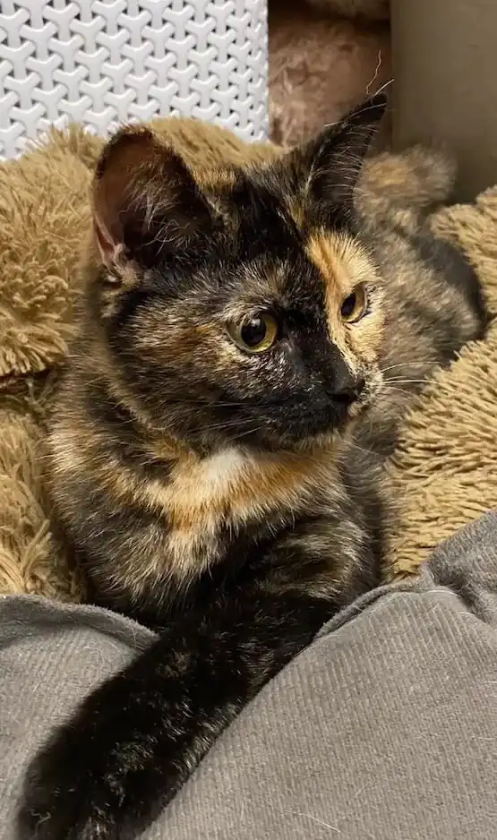 Пристройство котёнка Искорки в Москве - Кошки (Животные) в Москва