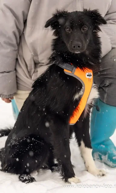 Щенок ищет дом в Москве и МО - частное объявление в Москва