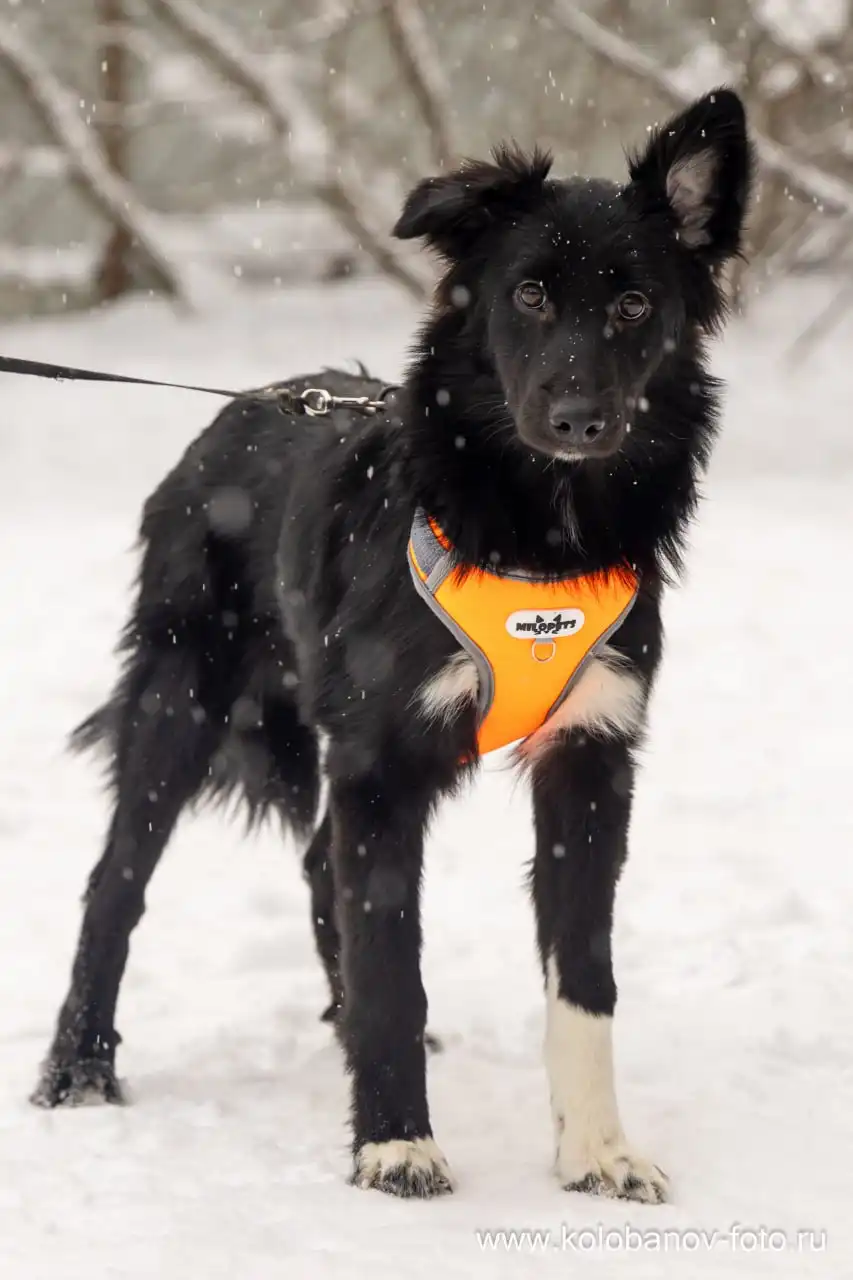 Щенок ищет дом в Москве и МО - Собаки (Животные) в Москва