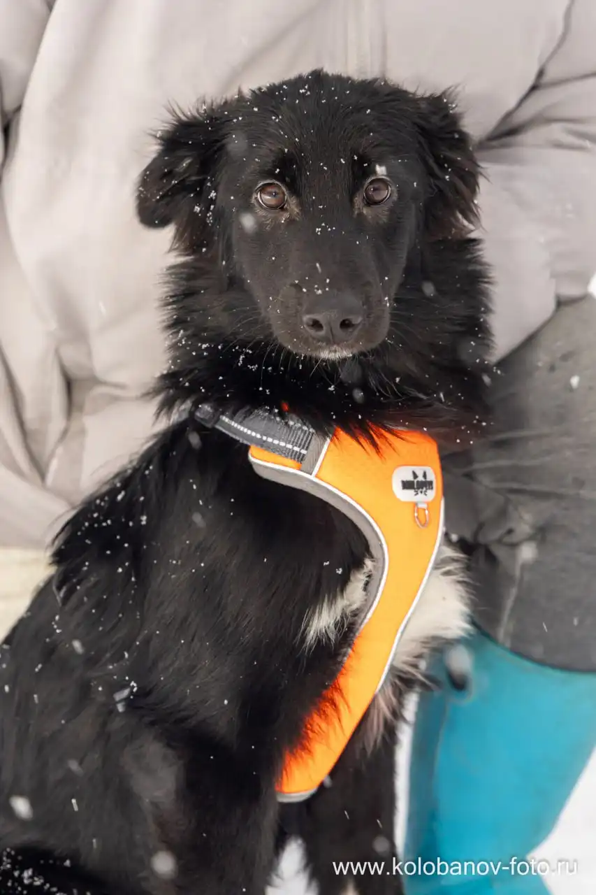 Щенок ищет дом в Москве и МО - Собаки (Животные) в Москва