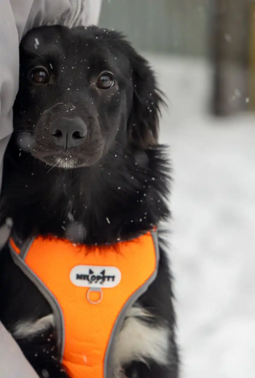 Щенок ищет дом в Москве и МО - Собаки (Животные) в Москва