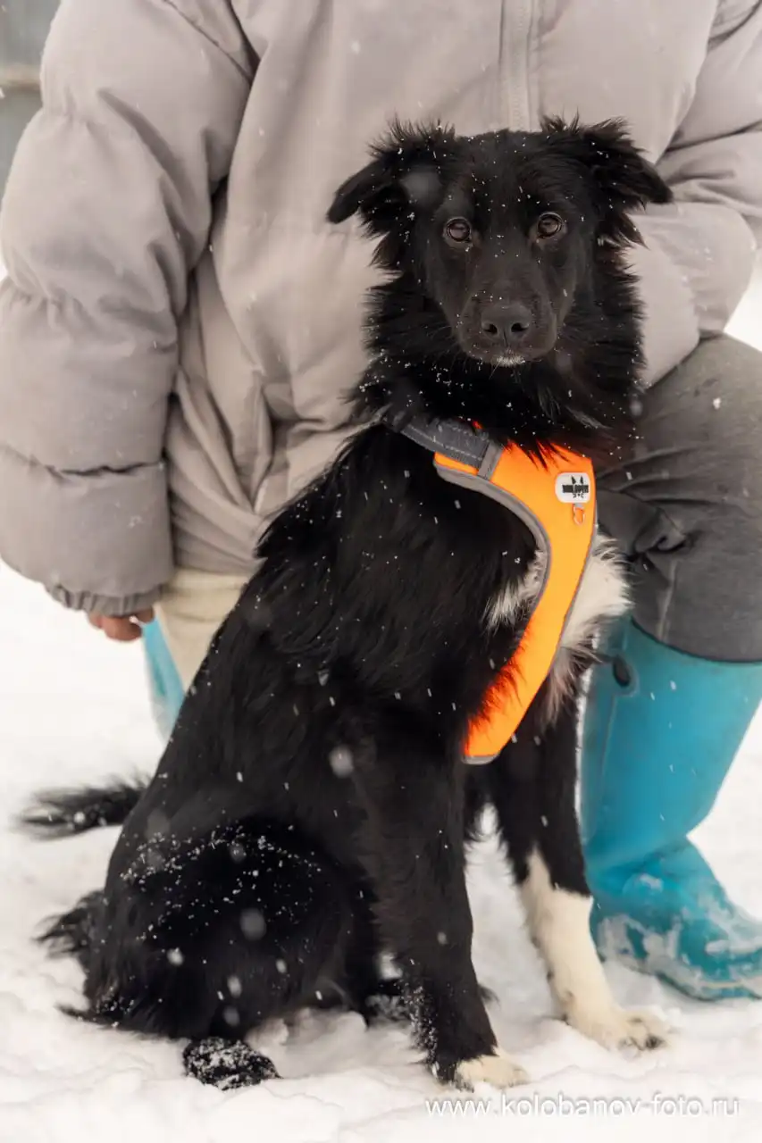Щенок ищет дом в Москве и МО - Собаки (Животные) в Москва