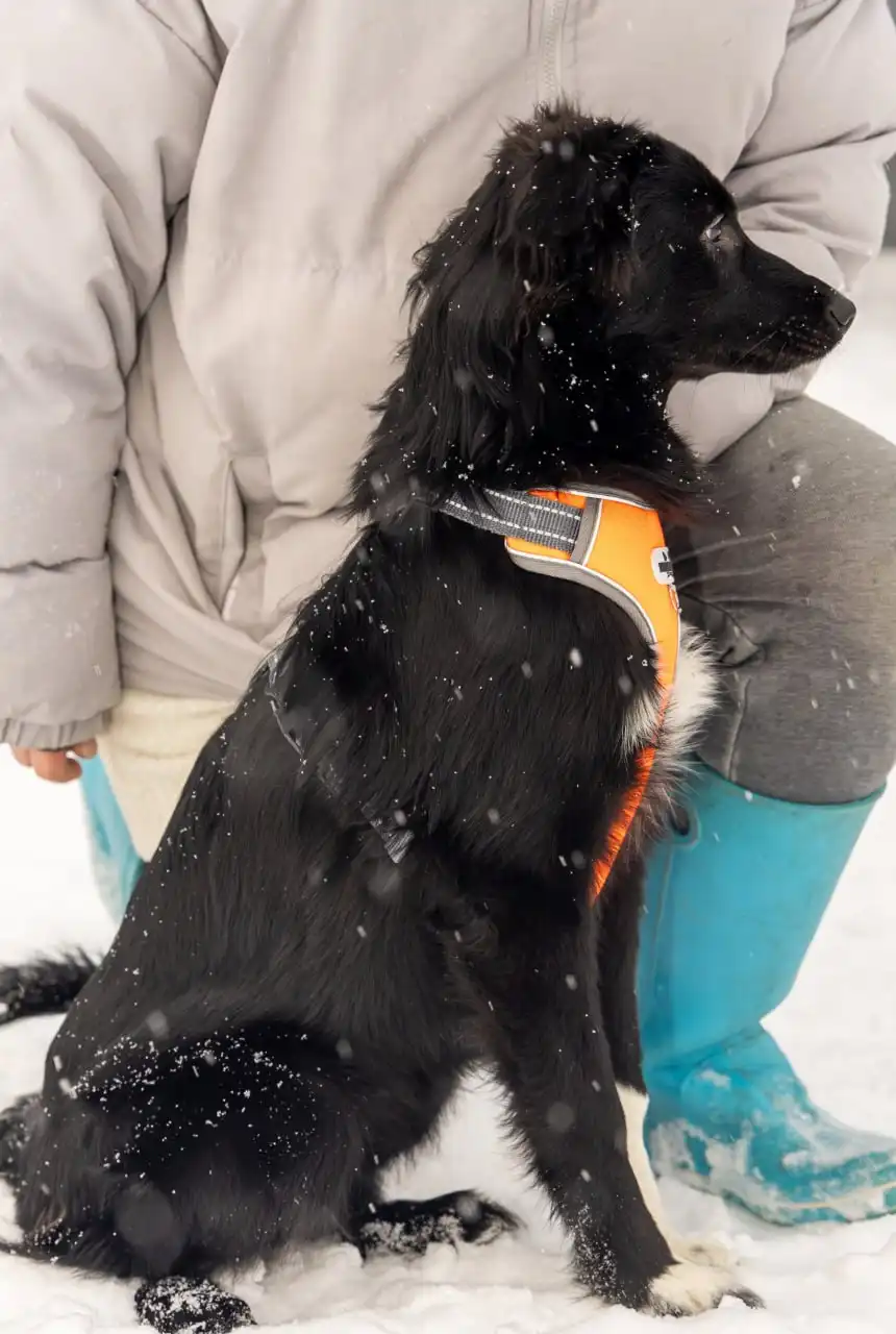 Щенок ищет дом в Москве и МО - Собаки (Животные) в Москва