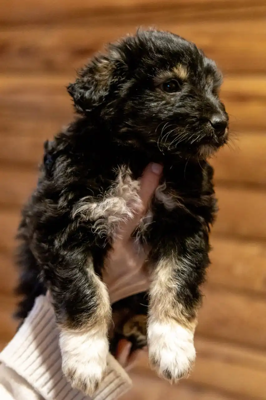 Срочное пристройство щенков в Москве - Собаки (Животные) в Москва