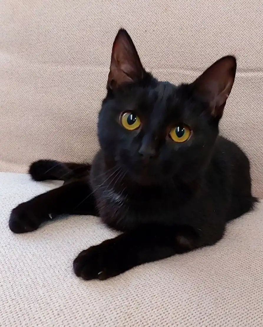 Котёнок, девочка, метис бомбейской кошки, 6 месяцев, Москва, МО - Кошки (Животные) в Мытищи