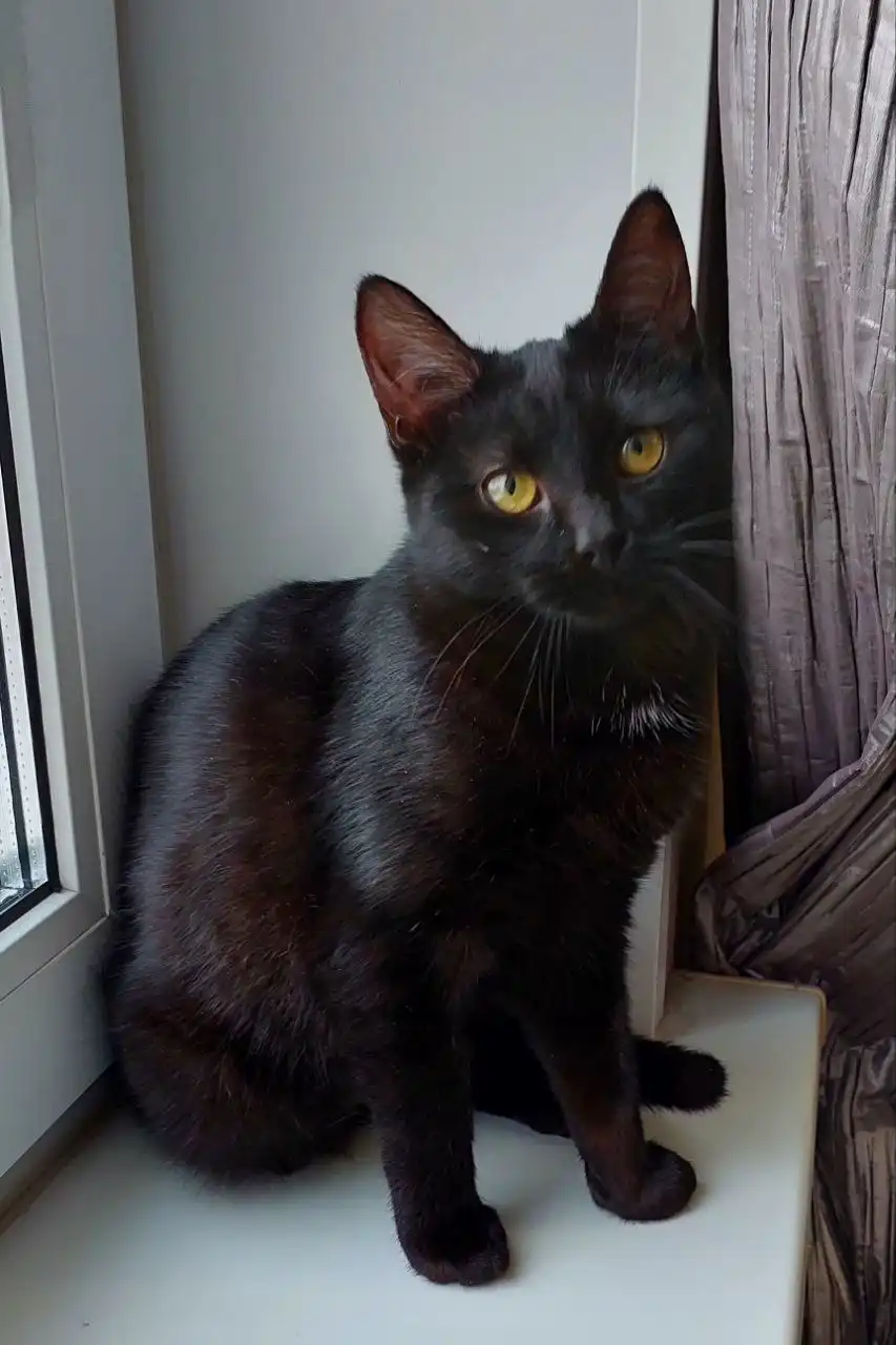 Котёнок, девочка, метис бомбейской кошки, 6 месяцев, Москва, МО - Кошки (Животные) в Мытищи