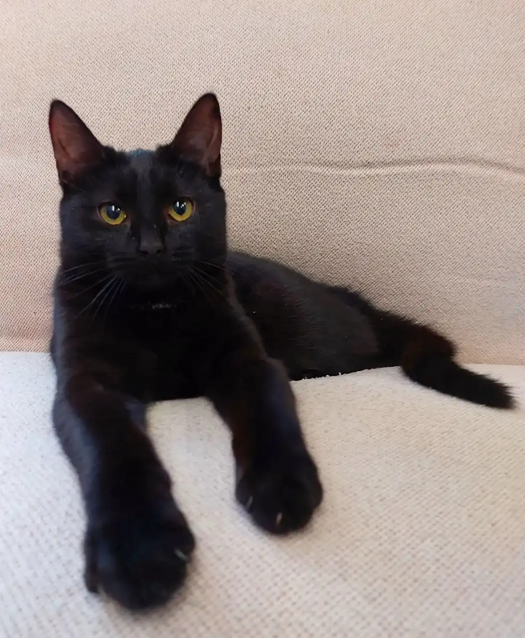 Котёнок, девочка, метис бомбейской кошки, 6 месяцев, Москва, МО - Кошки (Животные) в Мытищи