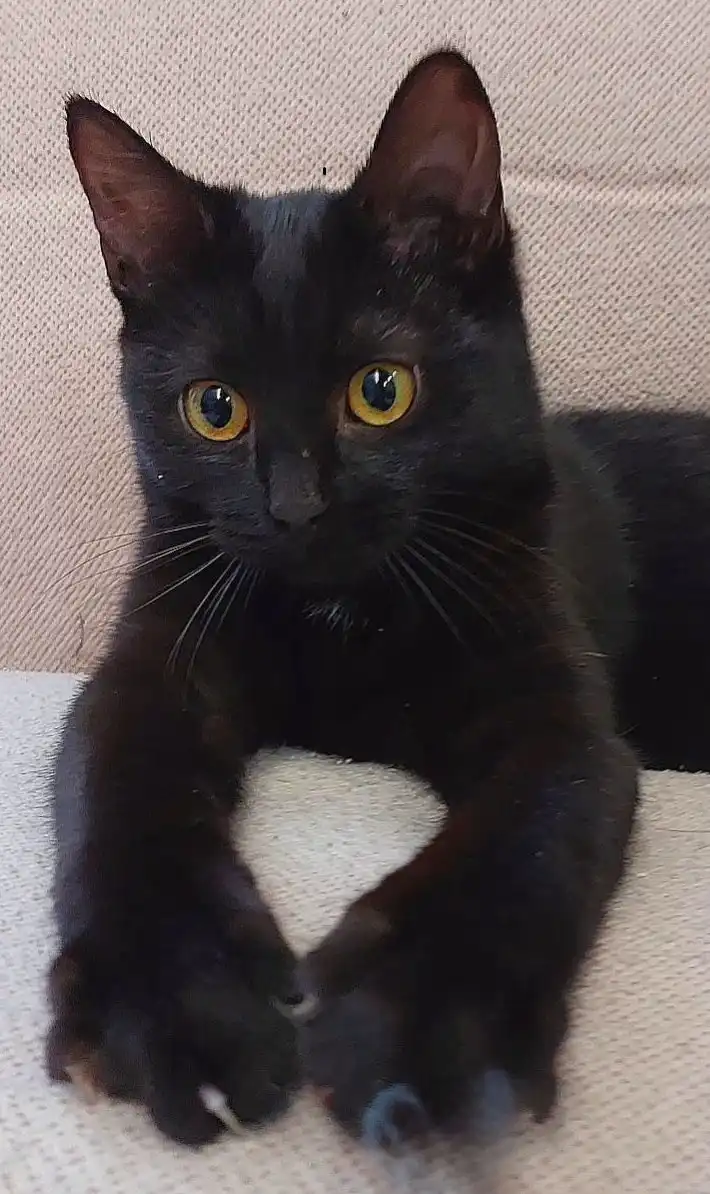 Котёнок, девочка, метис бомбейской кошки, 6 месяцев, Москва, МО - Кошки (Животные) в Мытищи