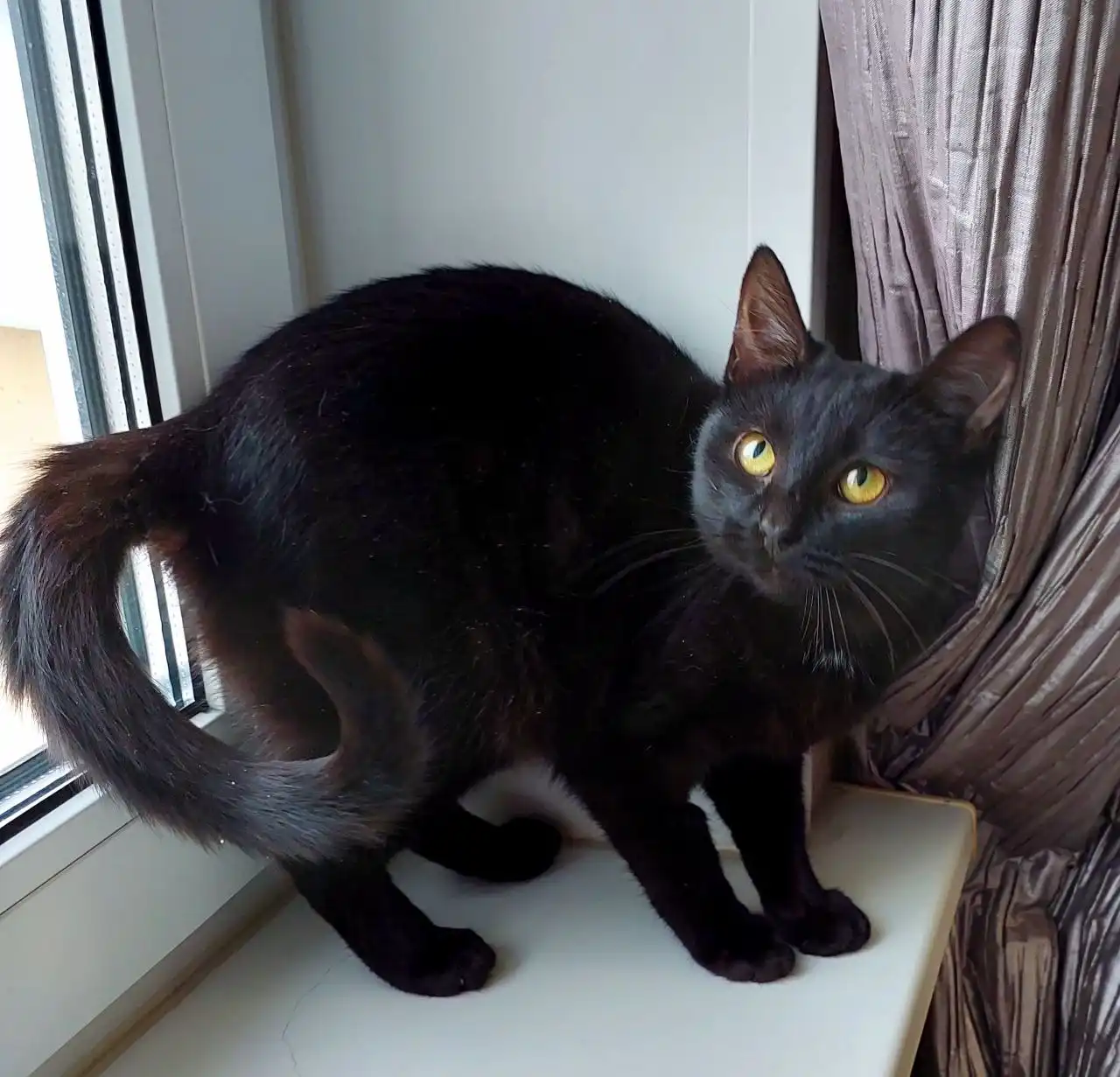 Котёнок, девочка, метис бомбейской кошки, 6 месяцев, Москва, МО - Кошки (Животные) в Мытищи