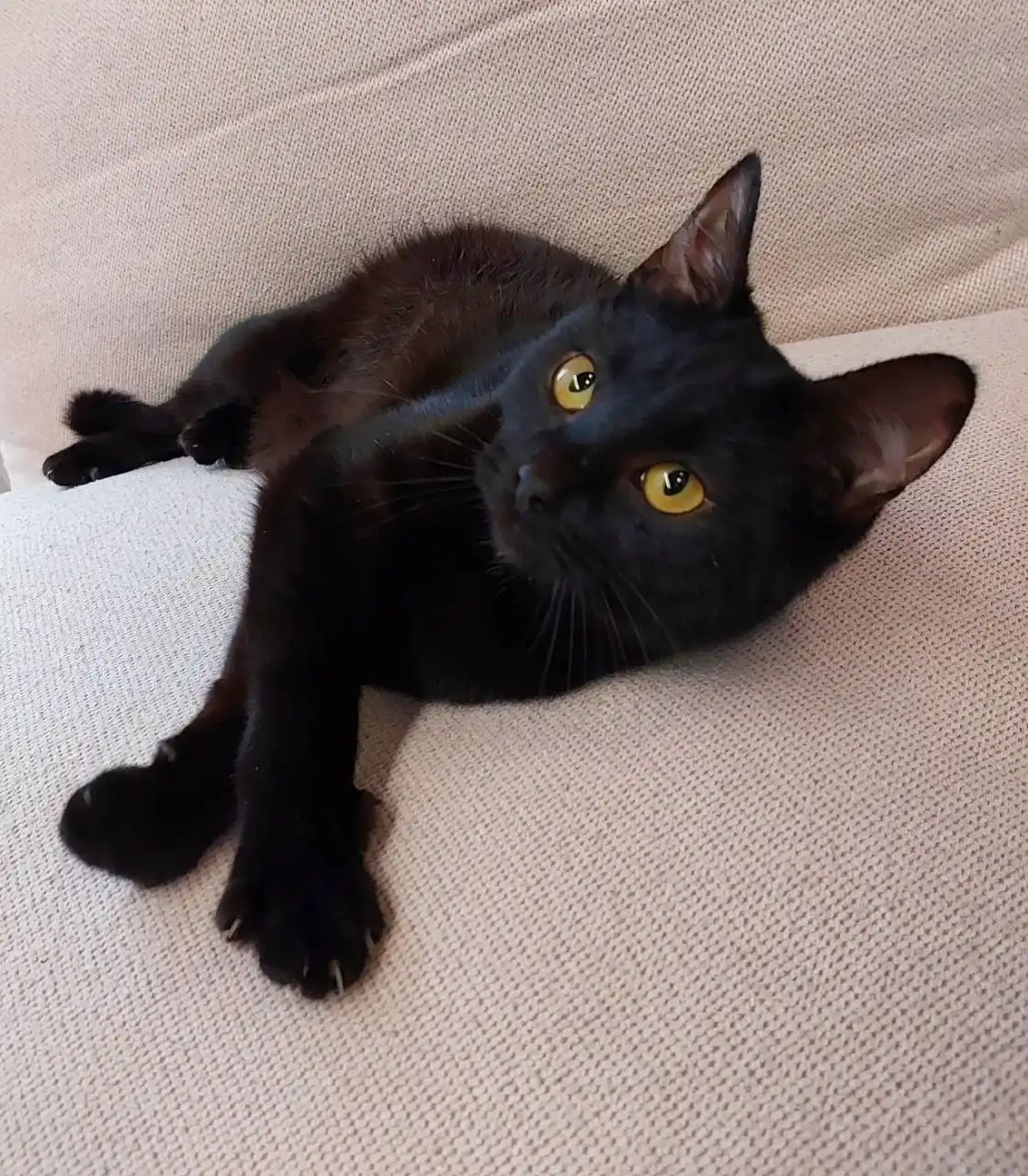 Котёнок, девочка, метис бомбейской кошки, 6 месяцев, Москва, МО - Кошки (Животные) в Мытищи