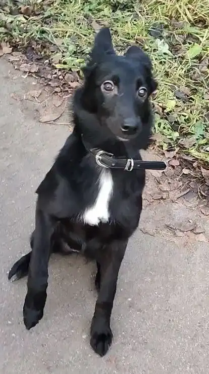 Щенок Джесси ищет дом в Москве - Собаки (Животные) в Москва