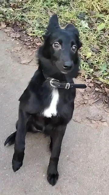 Щенок Джесси ищет дом в Москве - Собаки в Москва