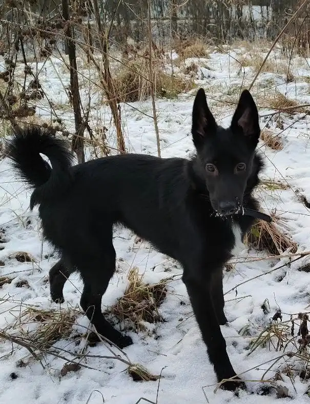 Щенок Джесси ищет дом в Москве - Собаки (Животные) в Москва