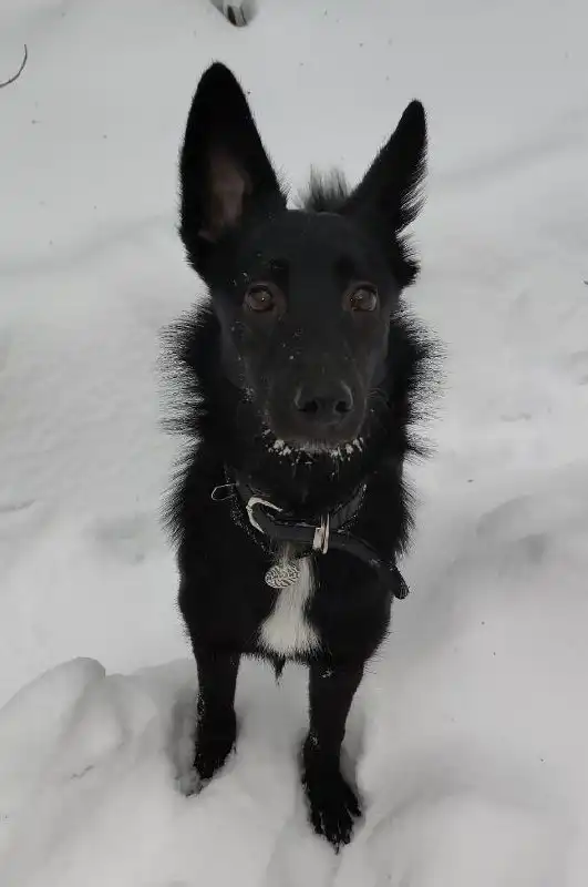 Щенок Джесси ищет дом в Москве - Собаки (Животные) в Москва