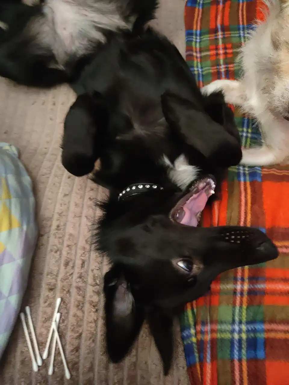 Щенок Джесси ищет дом в Москве - Собаки (Животные) в Москва