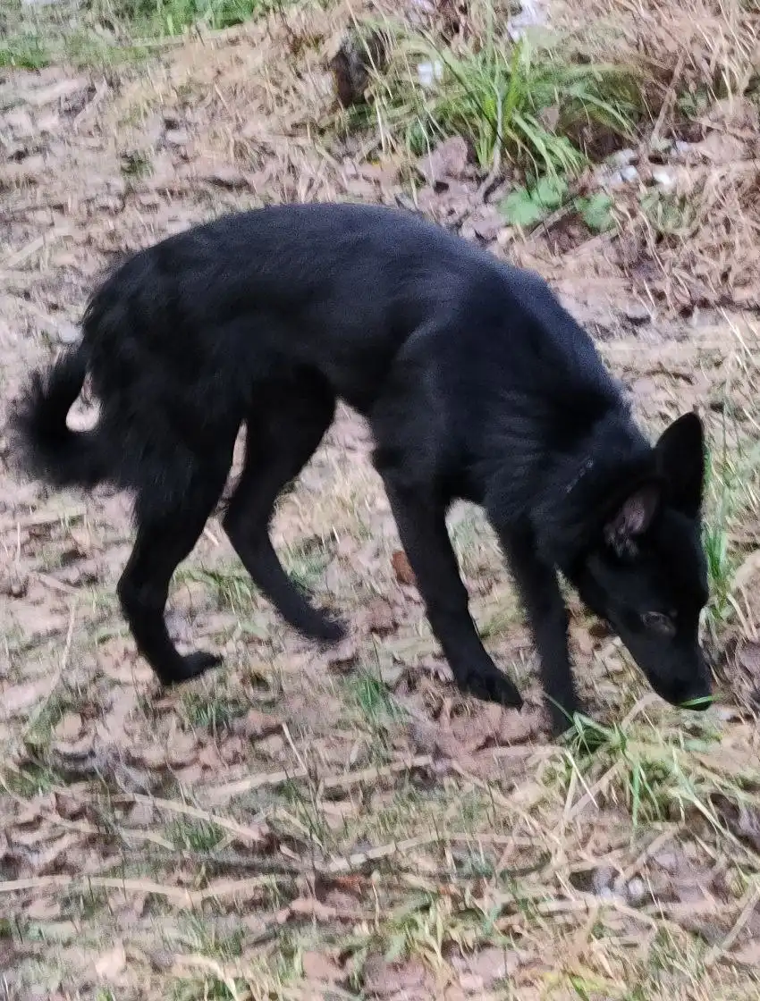Щенок Джесси ищет дом в Москве - Собаки (Животные) в Москва