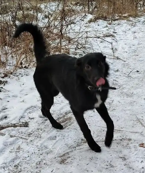 Щенок Джесси ищет дом в Москве - Собаки (Животные) в Москва