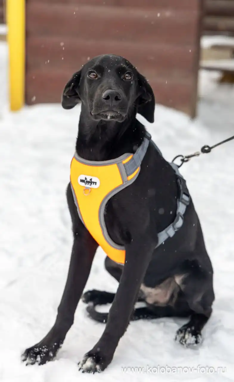 Щенок Лордик ищет дом - Собаки (Животные) в Мытищи