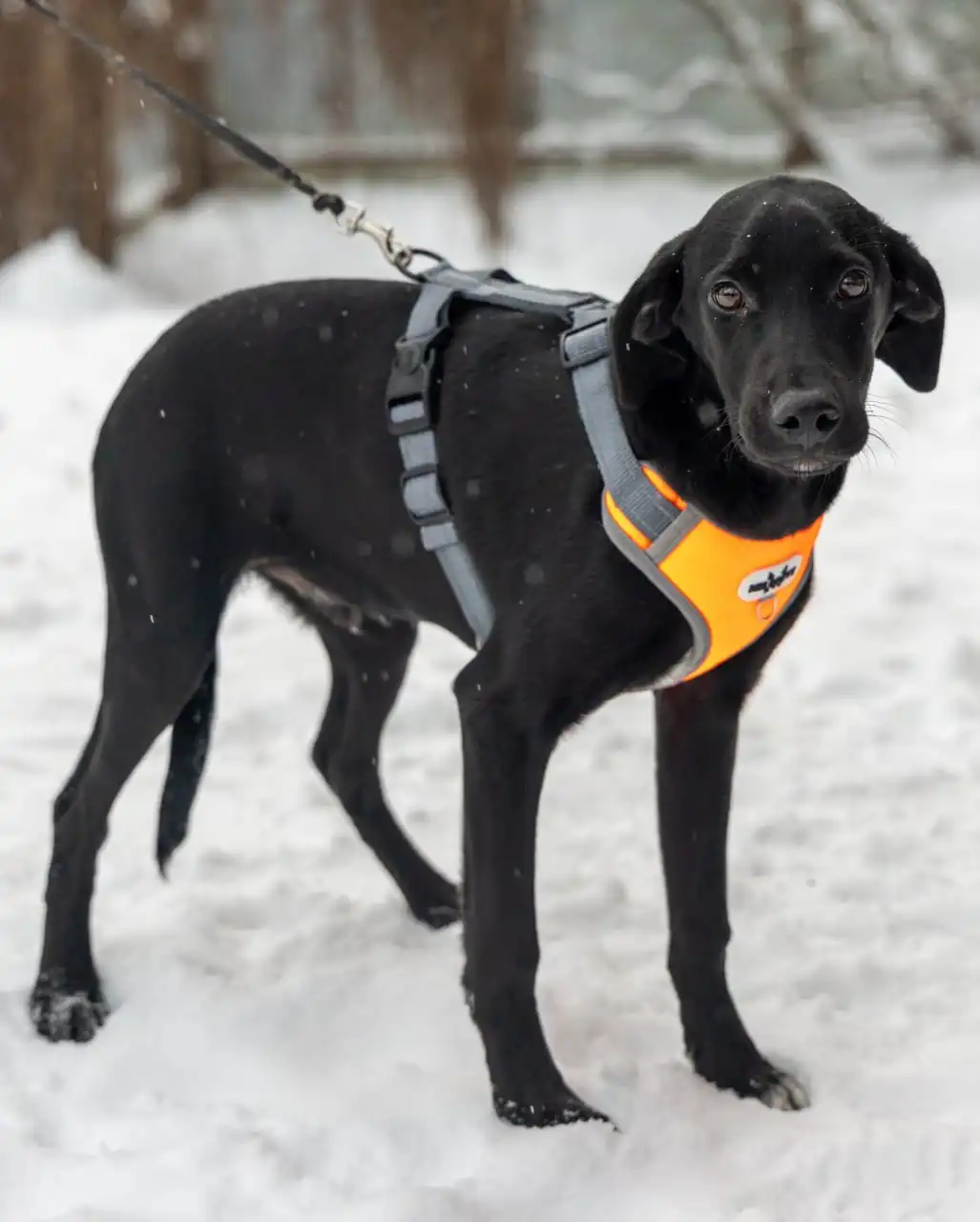 Щенок Лордик ищет дом - Собаки (Животные) в Мытищи