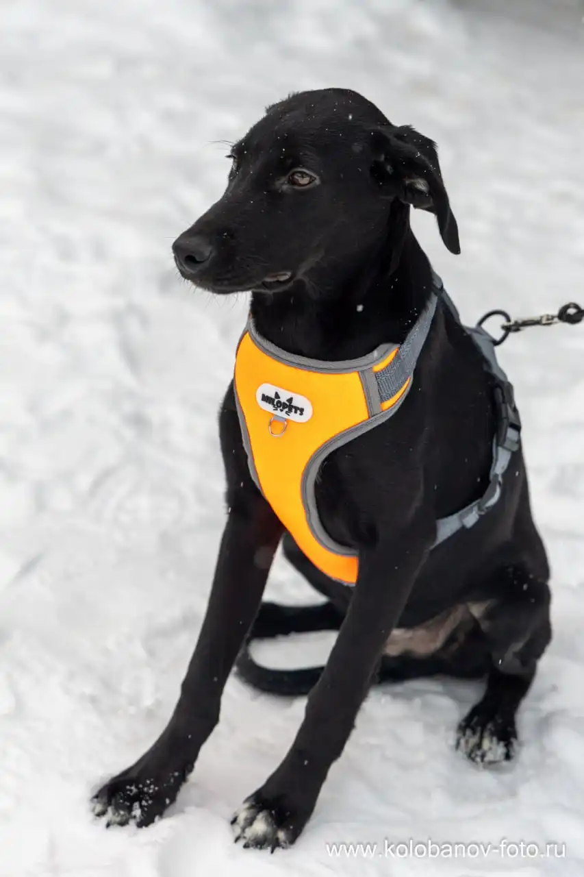 Щенок Лордик ищет дом - Собаки (Животные) в Мытищи