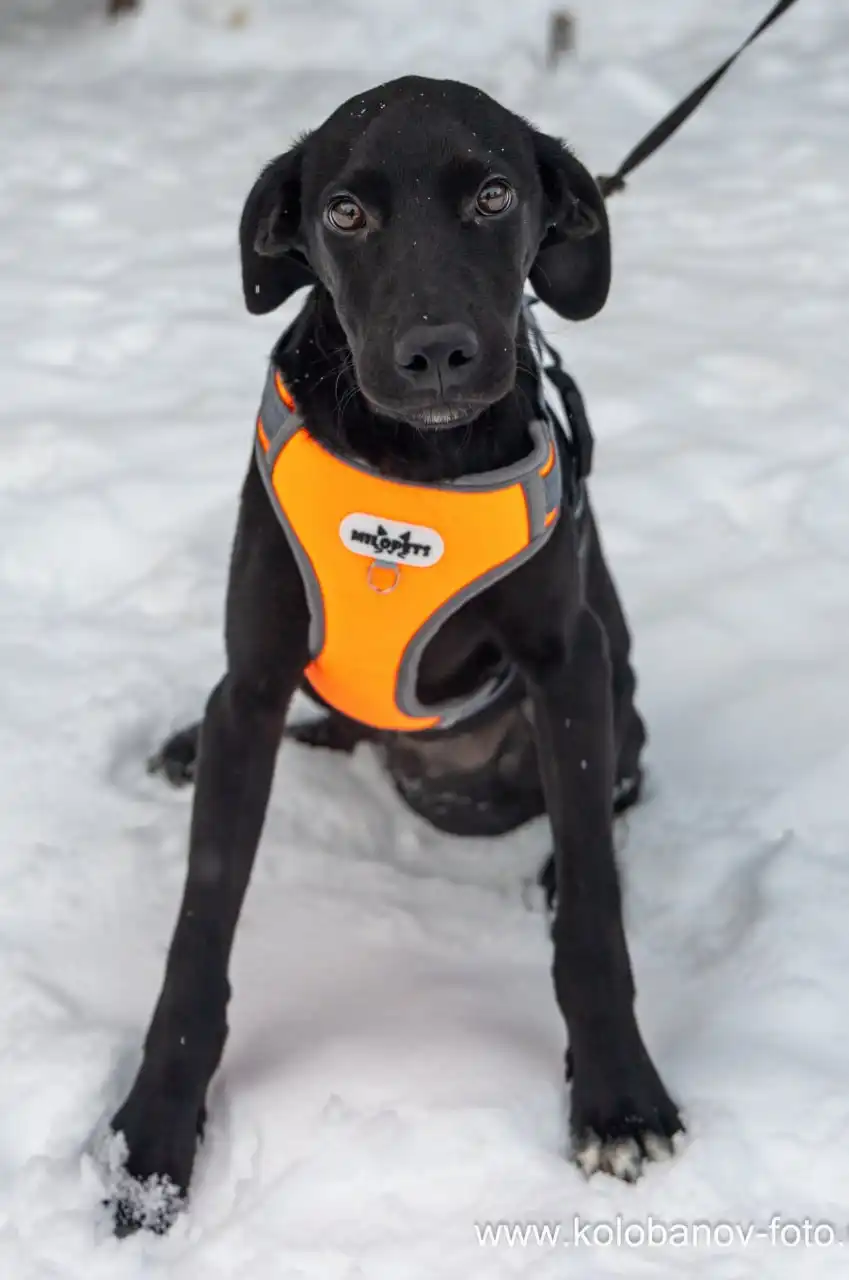 Щенок Лордик ищет дом - Собаки (Животные) в Мытищи