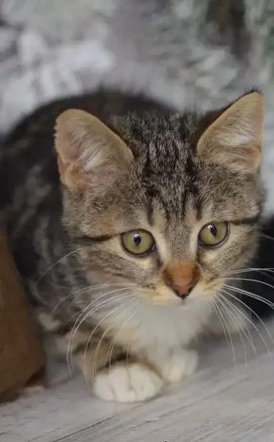Девочка котенок мраморного окраса ищет семью в Москве - частное объявление в Москва