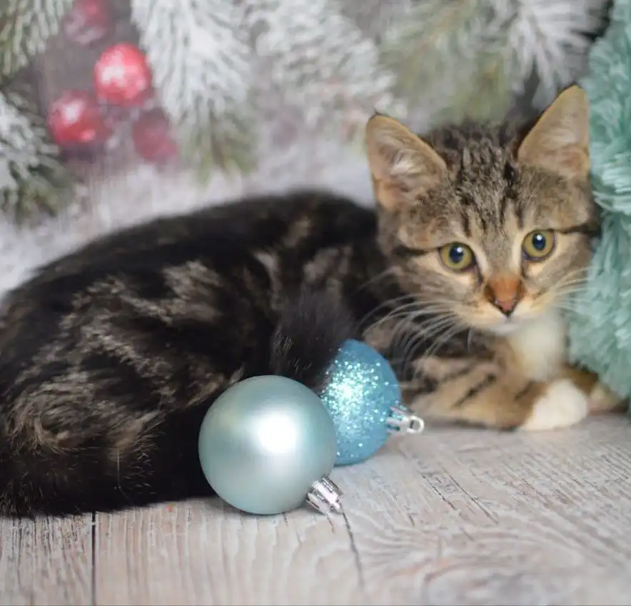 Девочка котенок мраморного окраса ищет семью в Москве - Кошки (Животные) в Москва