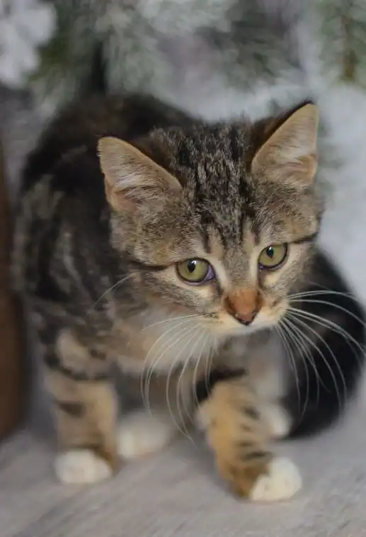 Девочка котенок мраморного окраса ищет семью в Москве - Кошки (Животные) в Москва