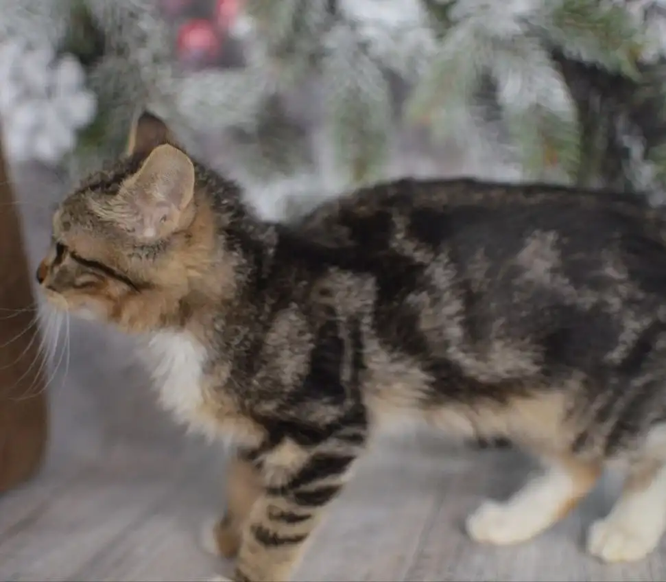 Девочка котенок мраморного окраса ищет семью в Москве - Кошки (Животные) в Москва