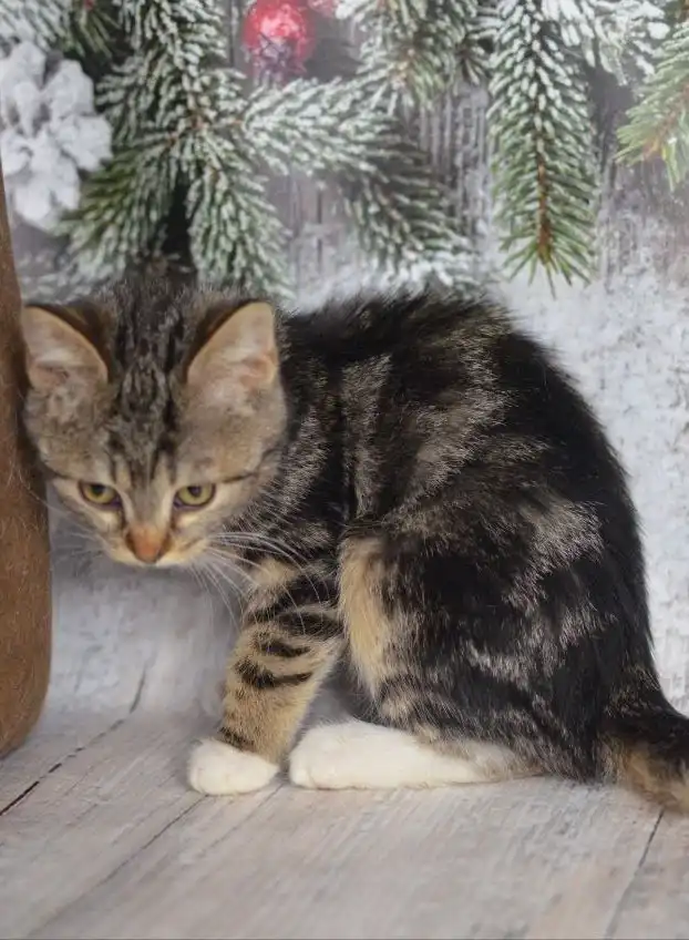 Девочка котенок мраморного окраса ищет семью в Москве - Кошки (Животные) в Москва