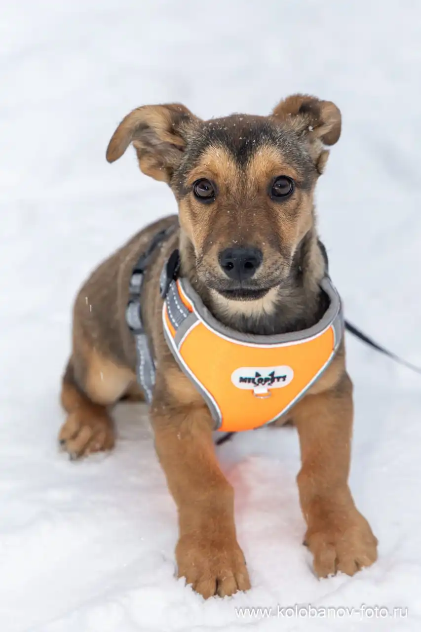 Щенок Лакки ищет дом в Москве - Собаки (Животные) в Москва