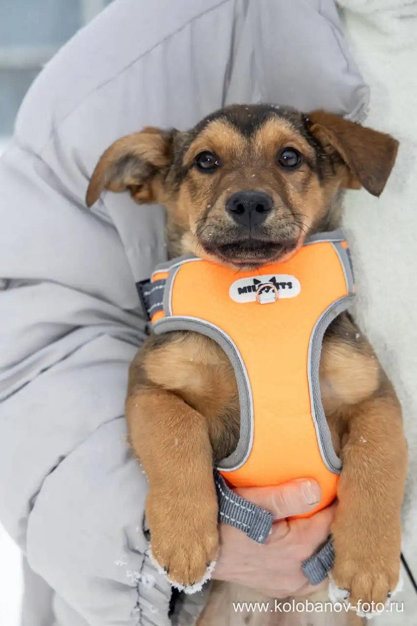 Щенок Лакки ищет дом в Москве - Собаки (Животные) в Москва