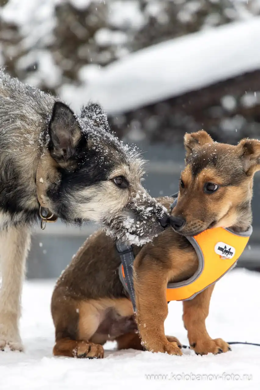 Щенок Лакки ищет дом в Москве - Собаки (Животные) в Москва