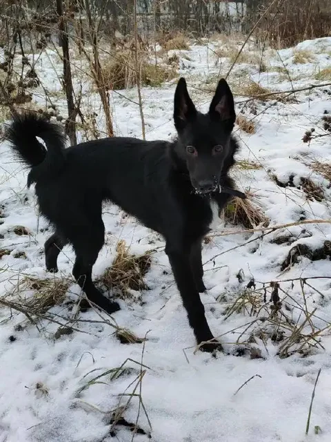 Щенок Джесси ищет дом в Москве - Корма и добавки в Москва
