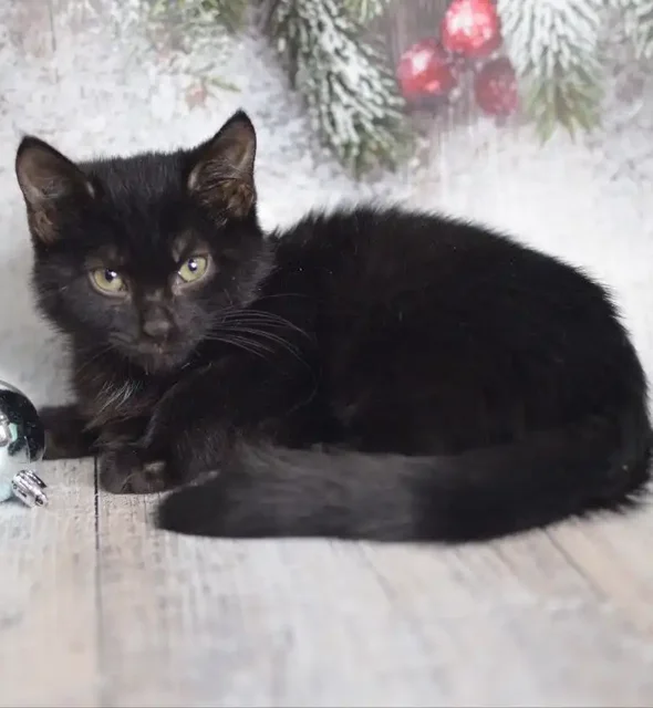 Котенок мальчик Черныш ищет семью - Корма и добавки в Москва