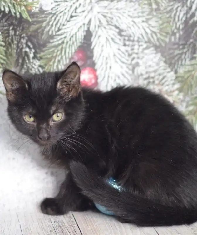 Котенок мальчик Черныш ищет семью - Котята (Животные) в Москва