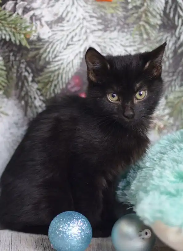 Котенок мальчик Черныш ищет семью - Котята (Животные) в Москва