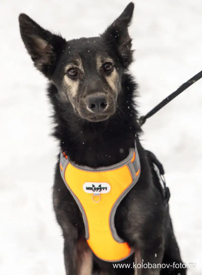 Щенок Барс ищет дом в Москве - Собаки (Животные) в Москва