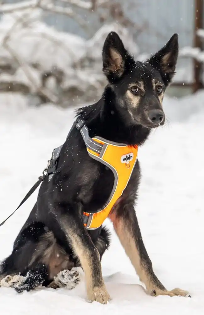 Щенок Барс ищет дом в Москве - Собаки (Животные) в Москва