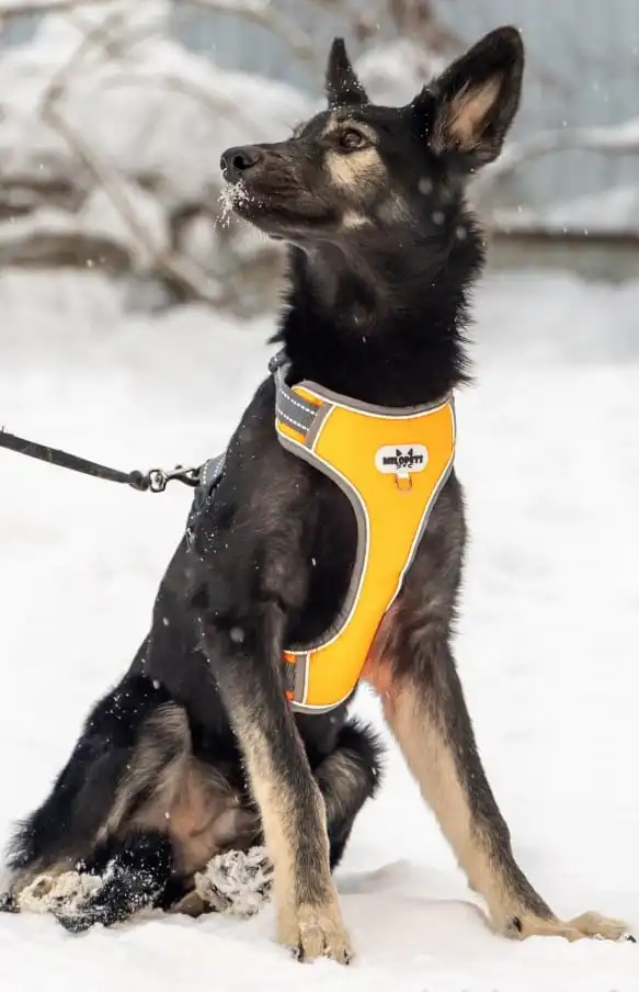 Щенок Барс ищет дом в Москве - Собаки (Животные) в Москва