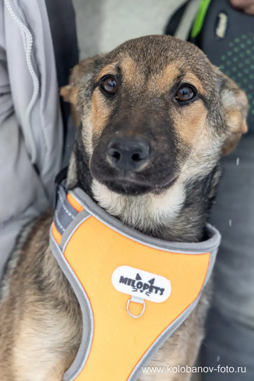 Щенок Грета ищет дом в Москве - Собаки (Животные) в Москва