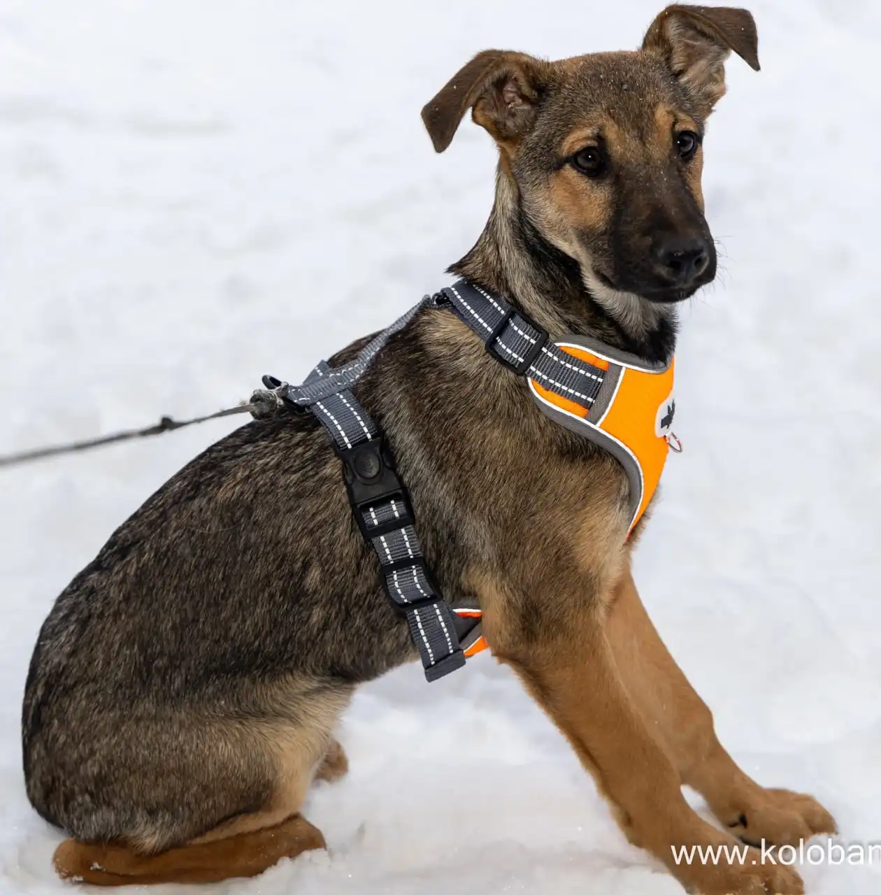 Щенок Грета ищет дом в Москве - Собаки (Животные) в Москва