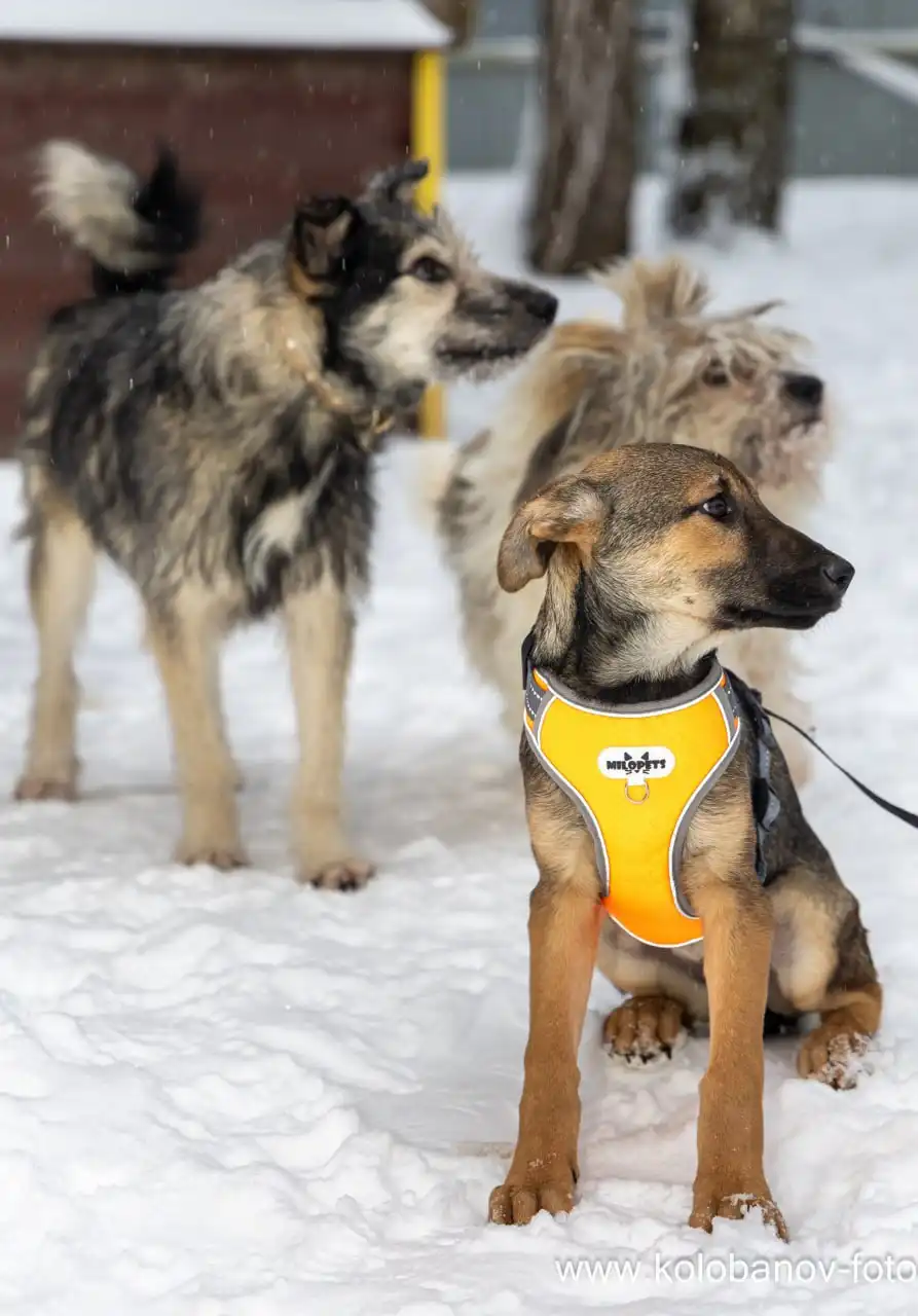 Щенок Грета ищет дом в Москве - Собаки (Животные) в Москва