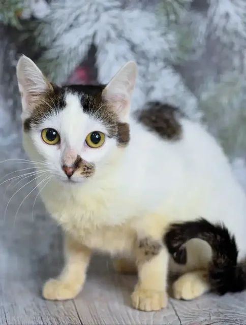 Котенок Ириска ищет семью - частное объявление в Мытищи