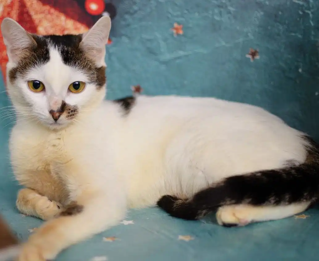 Котенок Ириска ищет семью - Кошки (Животные) в Мытищи