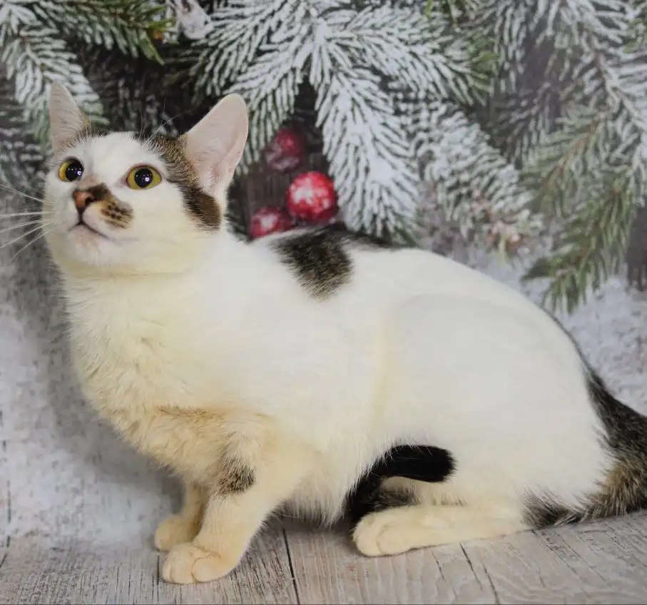 Котенок Ириска ищет семью - Кошки (Животные) в Мытищи