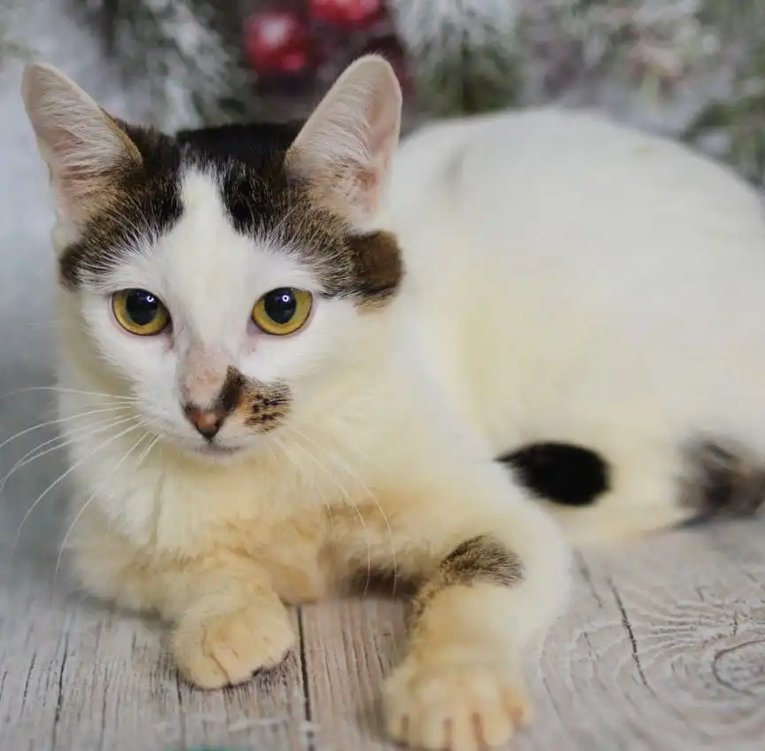 Котенок Ириска ищет семью - Кошки (Животные) в Мытищи