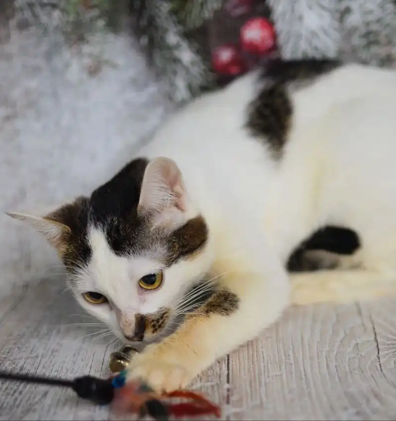 Котенок Ириска ищет семью - Кошки (Животные) в Мытищи